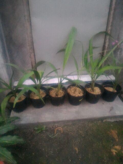 Anggrek Tanah Giant