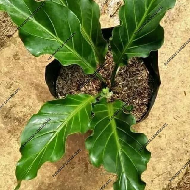 Paket Spesial  Tanaman Hias Anthurium Gelombang Cinta - Bunga Hias-Tanaman Hias Hidup-Bunga Hidup