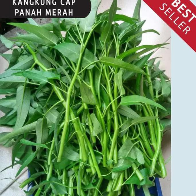 

UNIK HOT SALE Benih / bibit / biji sayur hidroponik paket isi 6 jenis sayur 2 SEPTEMBER