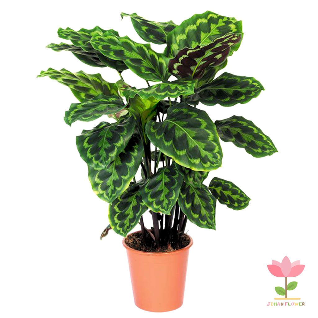 TANAMAN HIAS CALATHEA VEITCHIANA | calathea peacok