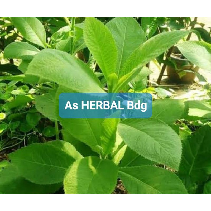 

Daun sembung segar 500 gram petik langsung-az