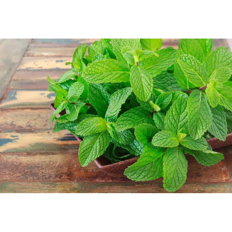 

Daun mint fresh 500 gram