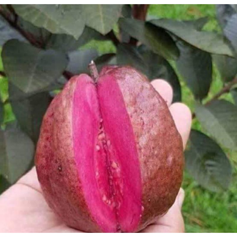 BIBIT JAMBU BIJI ( AUSTRALIA UNGU ) SIAP BERBUAH