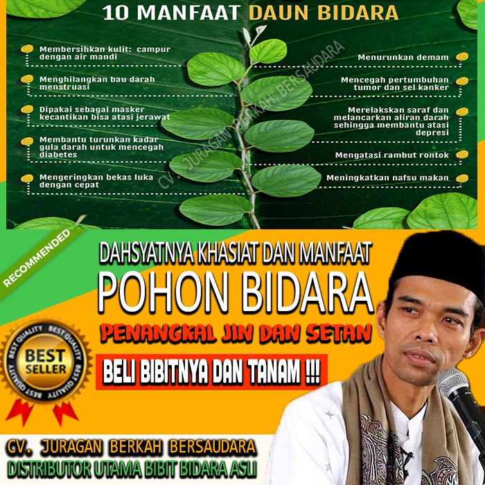 BIDARA ARAB SIDR ASLI ORIGINAL TANAMAN HERBAL HIAS POHON RUQYAH