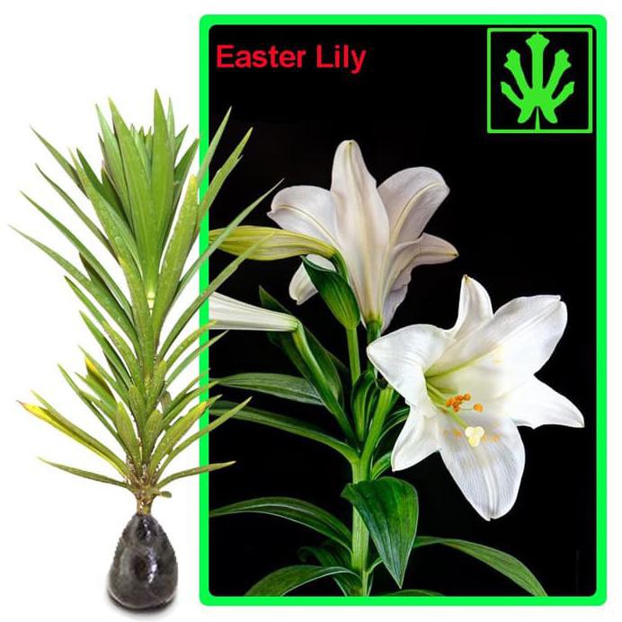 Bibit Bunga Easter Lily