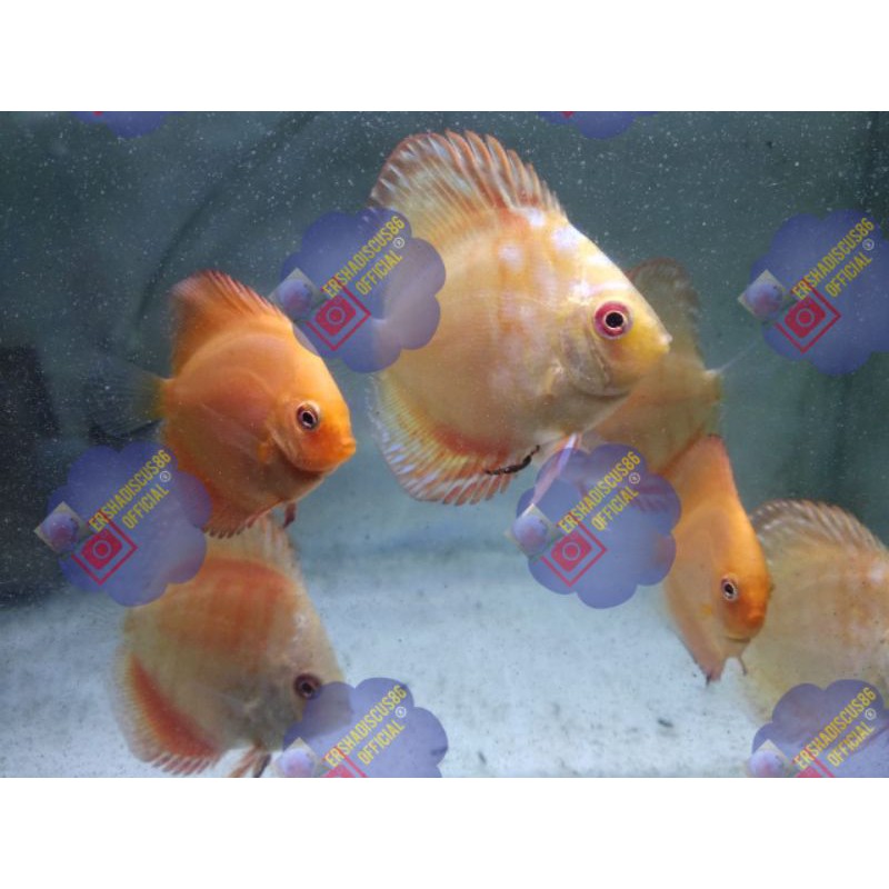 ikan discus