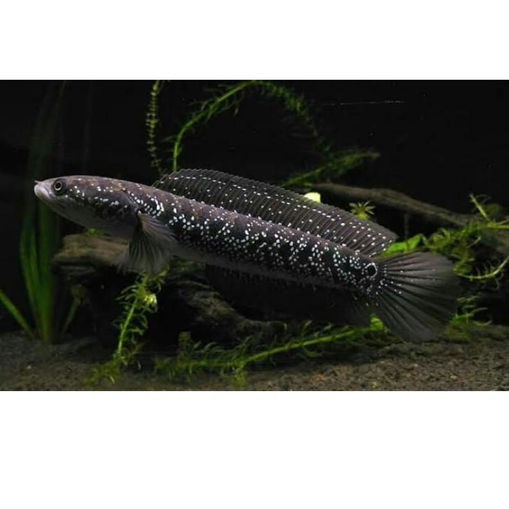 

[PROMO MWI46] Channa Asiatica WS Pure channa tica ws 8cm Grade A Seller