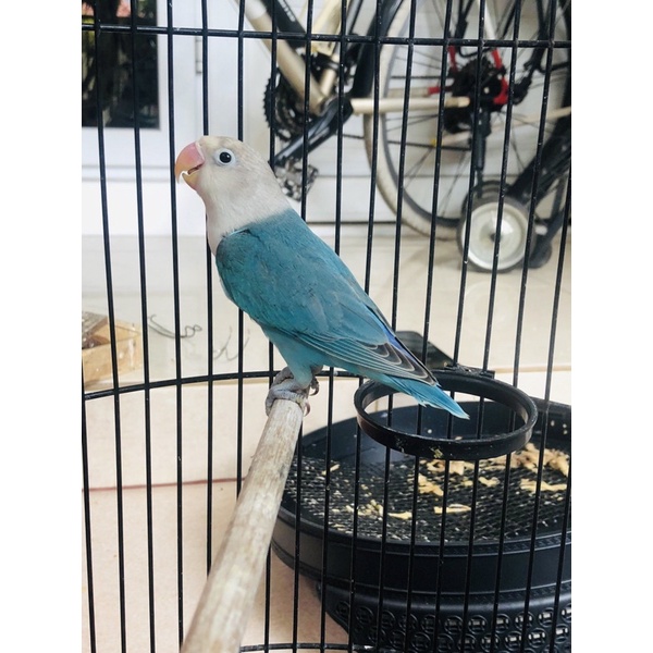 lovebird blue/bio/pf