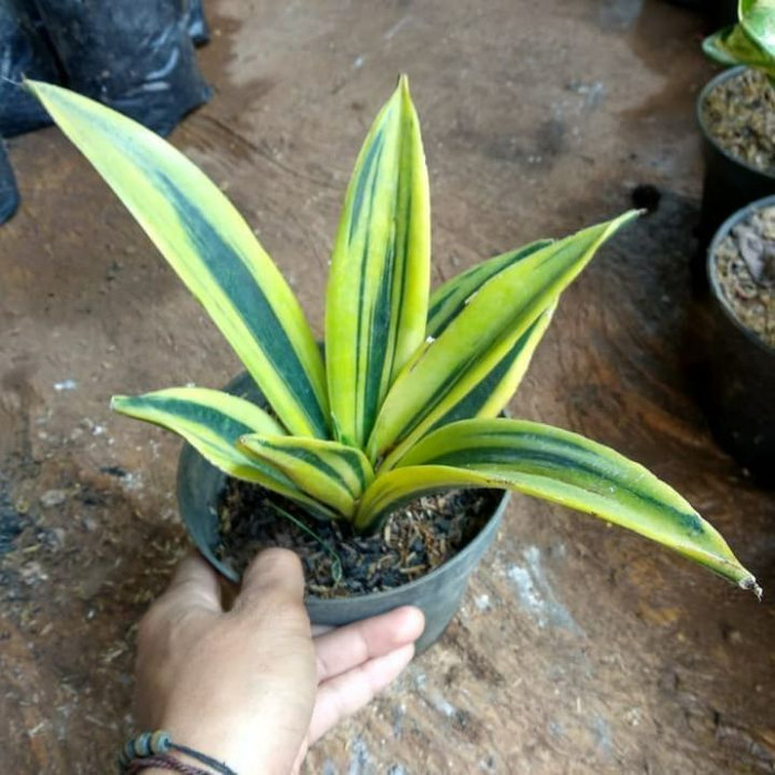 tanaman hias sanseivera golden frame