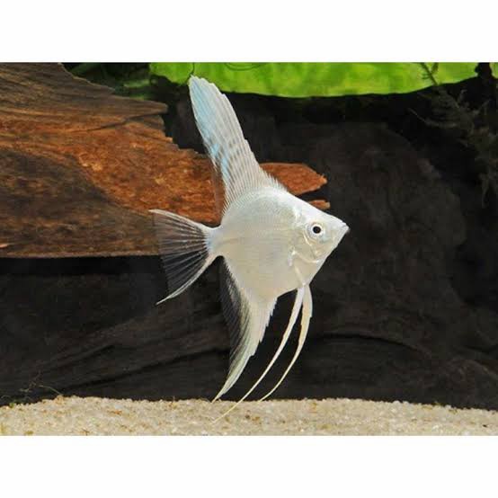 manfish platinum/ikan hias aquascape