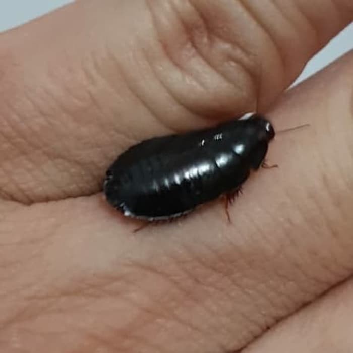 Unik Umpan mancing Kecoa batu Kecoa Tanah Terkelak Coro Ceremende Menje Berkualitas