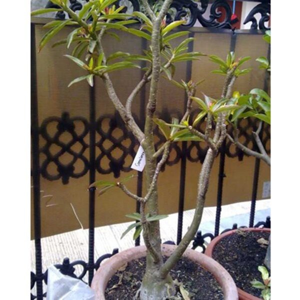 Benih Bibit Bunga Adenium Somalense 5 Biji Tanaman Hias Kamboja Jepang