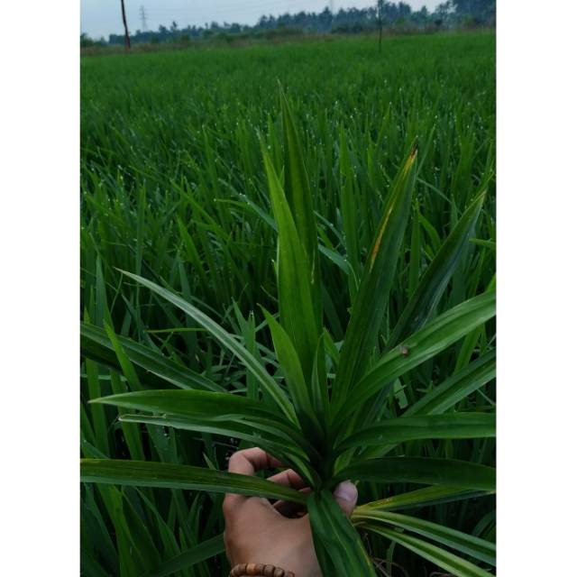 

Daun pandan
