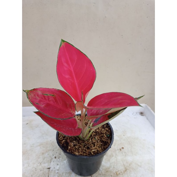 Suksom Jaipong stang pendek