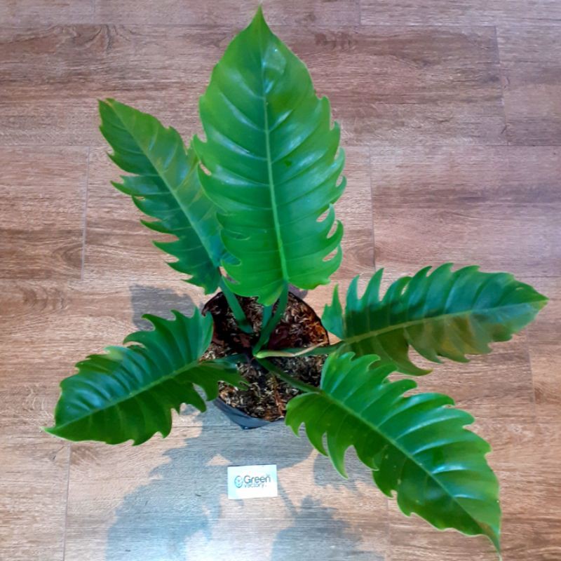 Philodendron Caramel Marble/ Green Saw - Tanaman Hias Pilo Gergaji