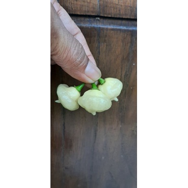 

Cabe Super Pedas White UFO (4 biji)