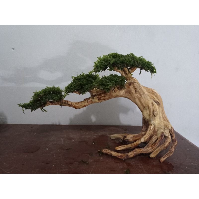 bonsai aquascape plus moss.
