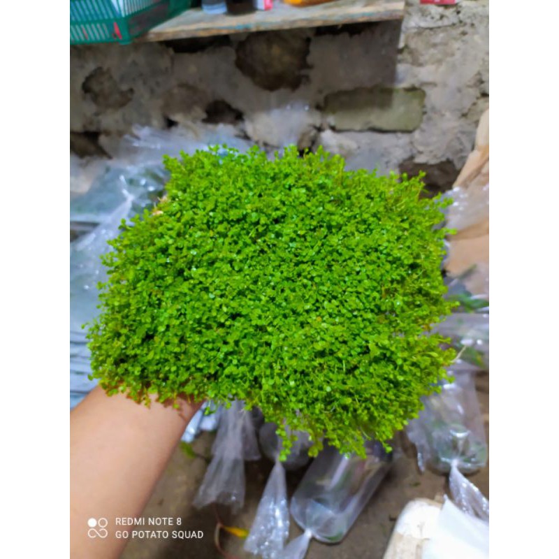 Monte Carlo Tanaman karpet
