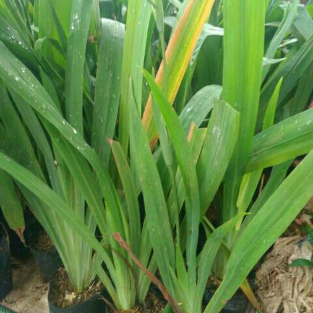 Pohon airis | tanaman airis