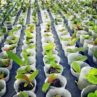 Tanaman hias anggrek Cattleya seedling Shopee Indonesia Tanaman hias anggrek Cattleya seedling Shopee Indonesia