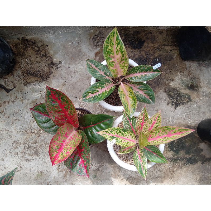 paket 3aglonema stardust legacy twinkle