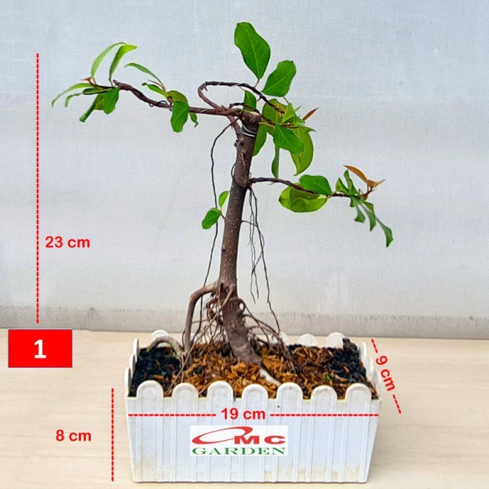 Beringin Lokal Local Iprik Kimeng Bibit Berakar Bonsai Ficus BR-3040