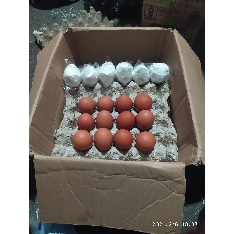 Telur Tetas Fertil Ayam Ras Petelur Rhode Island Red Rir Harga 1 Paket 15 Butir Shopee Indonesia