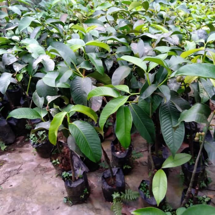 Tanaman Buah Manggis Okulasi Sudah Berbuah