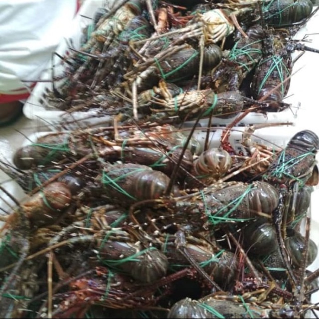 Lobster air laut hidup grosir