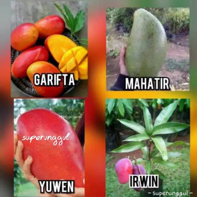 Satu paket (isi 4) bibit mangga super (irwin garifta mahatir yuwen)