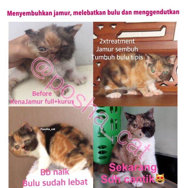 Posha_cat Paket jamur (problemkulit) &amp; gendutin kucing