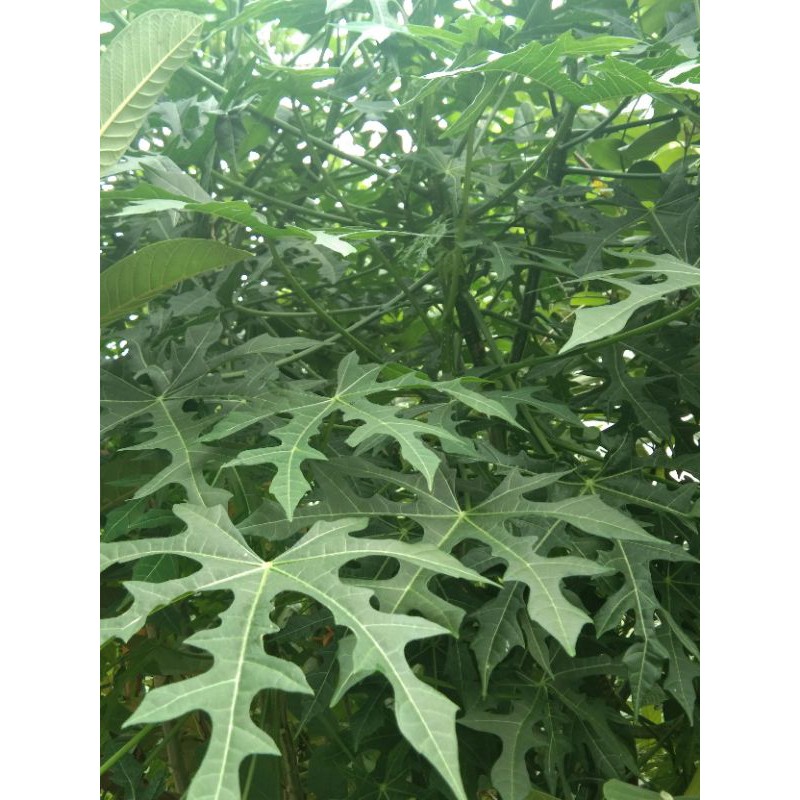 

daun pepaya jepang per ikat