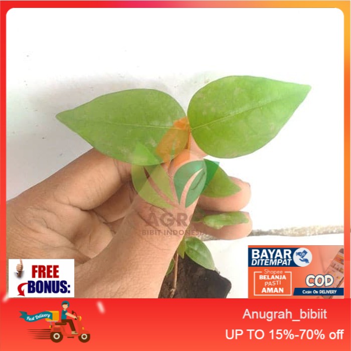 Bibit Buah Dewandaru (Cermai Belanda)