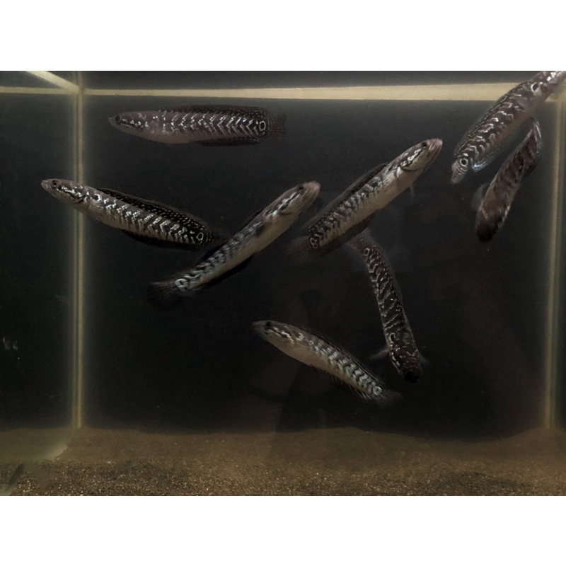 channa asiatica ws size 9-10 cm