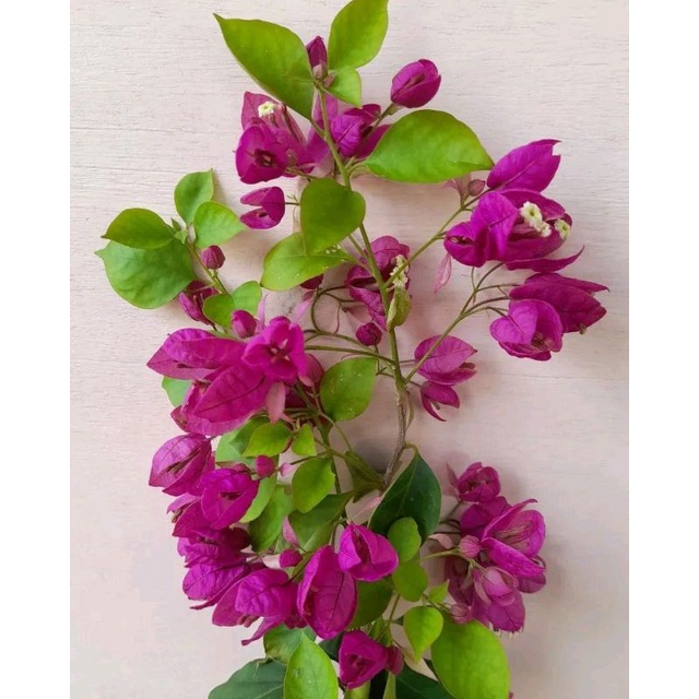 Bougenville Anggur Ungu Tua