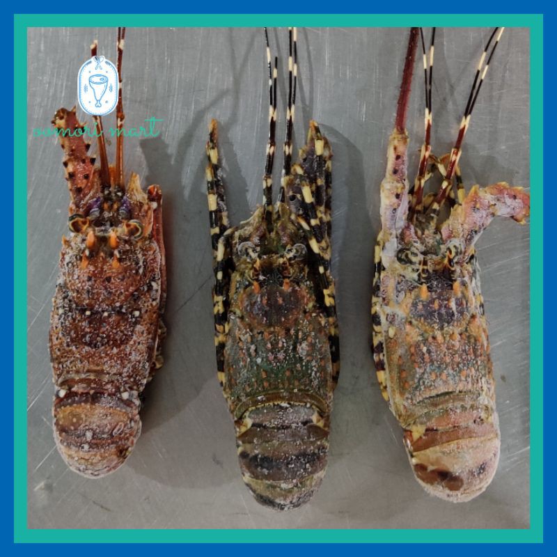 

Lobster Laut BEKU Utuh [5 ONS]