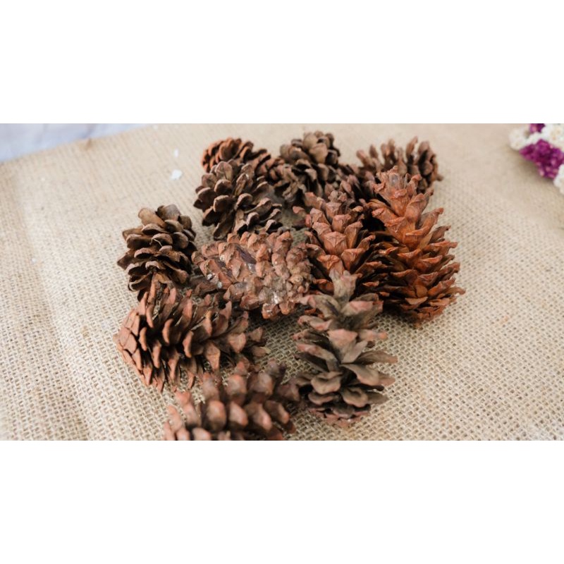 Bunga pinus kering | dekorasi aesthetic | bunga kering