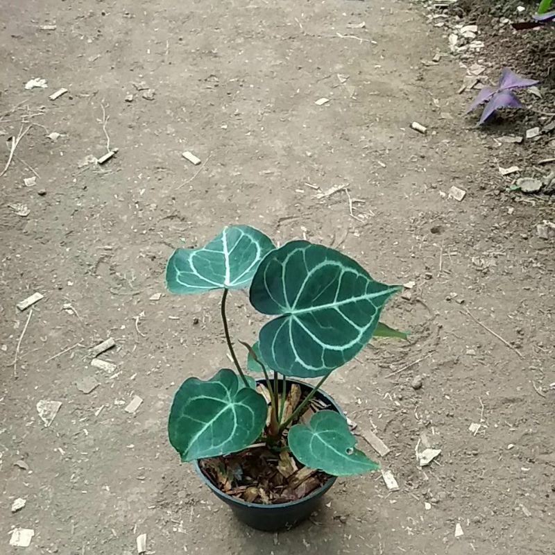 King Clarinervium Hyrid