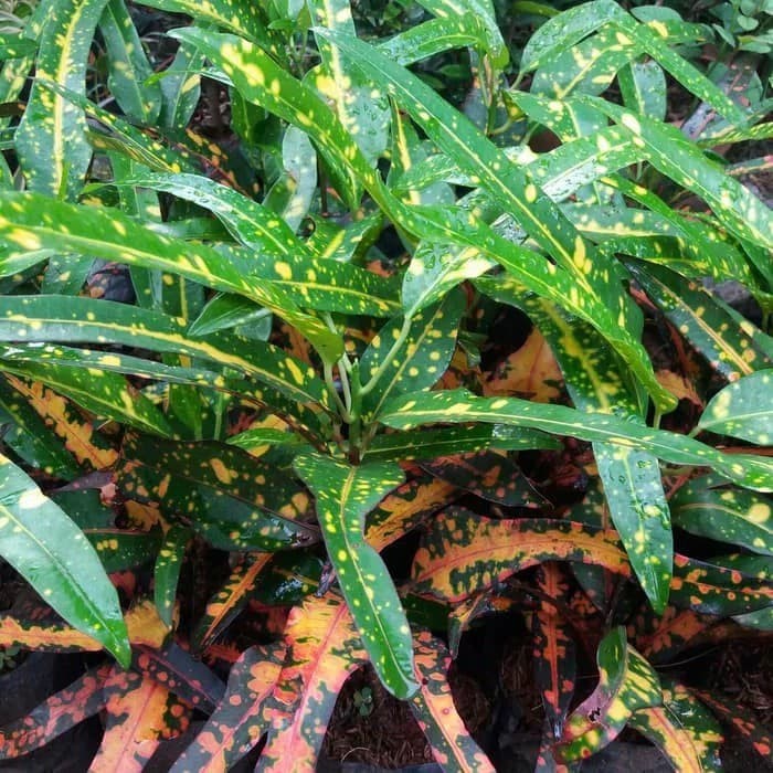 tanaman hias puring lele - puring lele