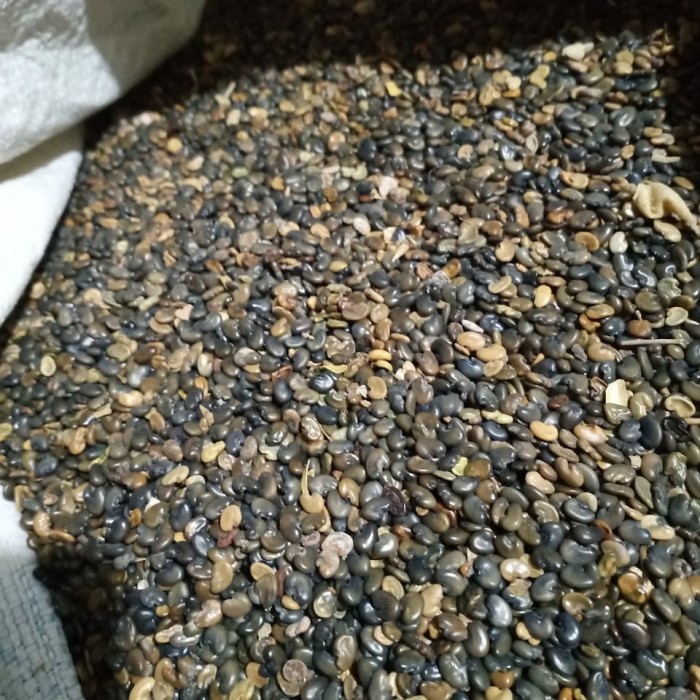 

Biji Crotalaria Juncea CRJ 1 Kg Orok Orok Organik Benih Indonesia Pure