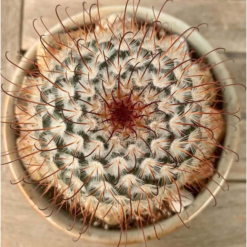 Kaktus mammillaria bombycina ownroot impor