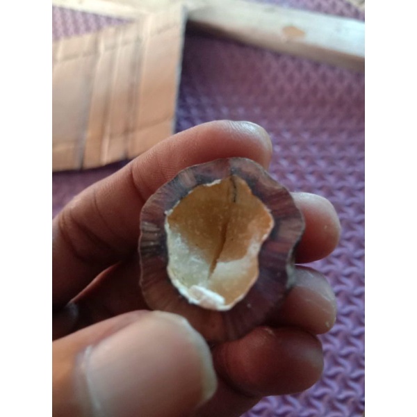 

buah kemiri abar jayanti