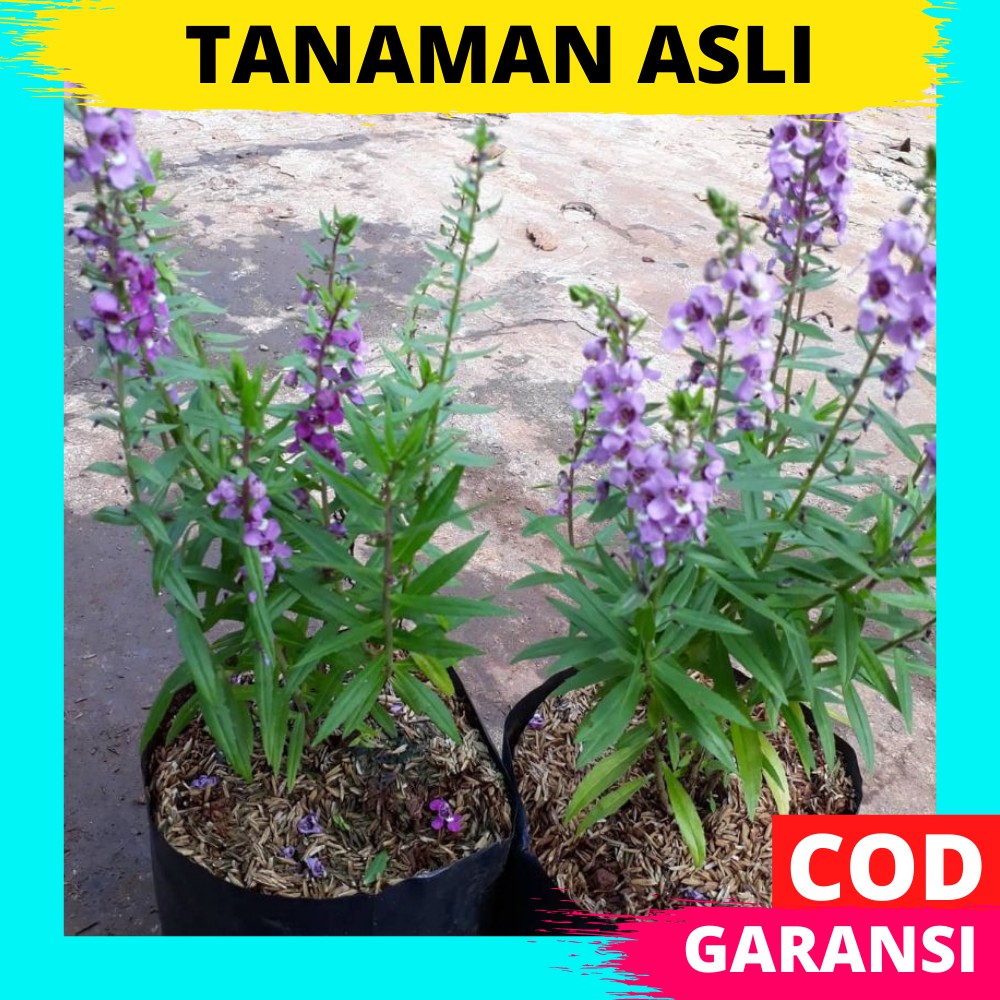 Tanaman Hias Bibit Bunga Hidup Lavender Ungu Segar Murah Asli