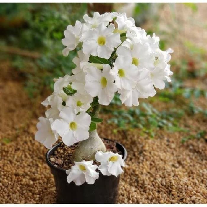 bibit tanaman adenium bunga putih bonggol besar bahan bonsai kamboja