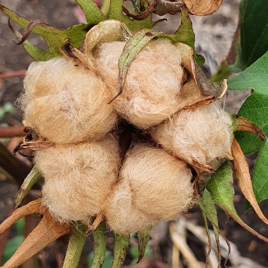 Benih Bibit Biji - Tea Cotton Tree / Tanaman Kapas Cokelat Seeds