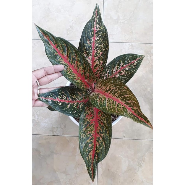 aglonema hot lady indukan besar 01