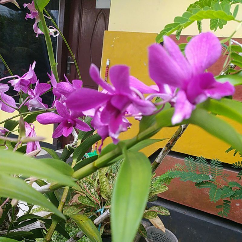Anggrek Dendrobium Bantimurung Dewasa