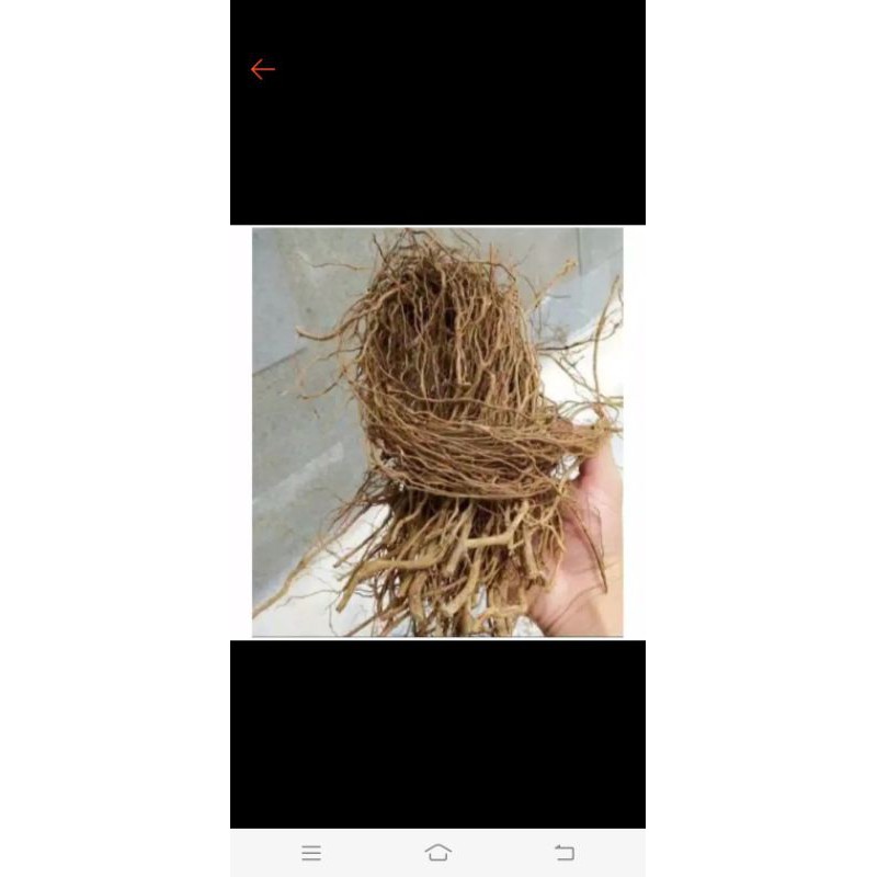 bahan lilitan akar senggani /akar senggani