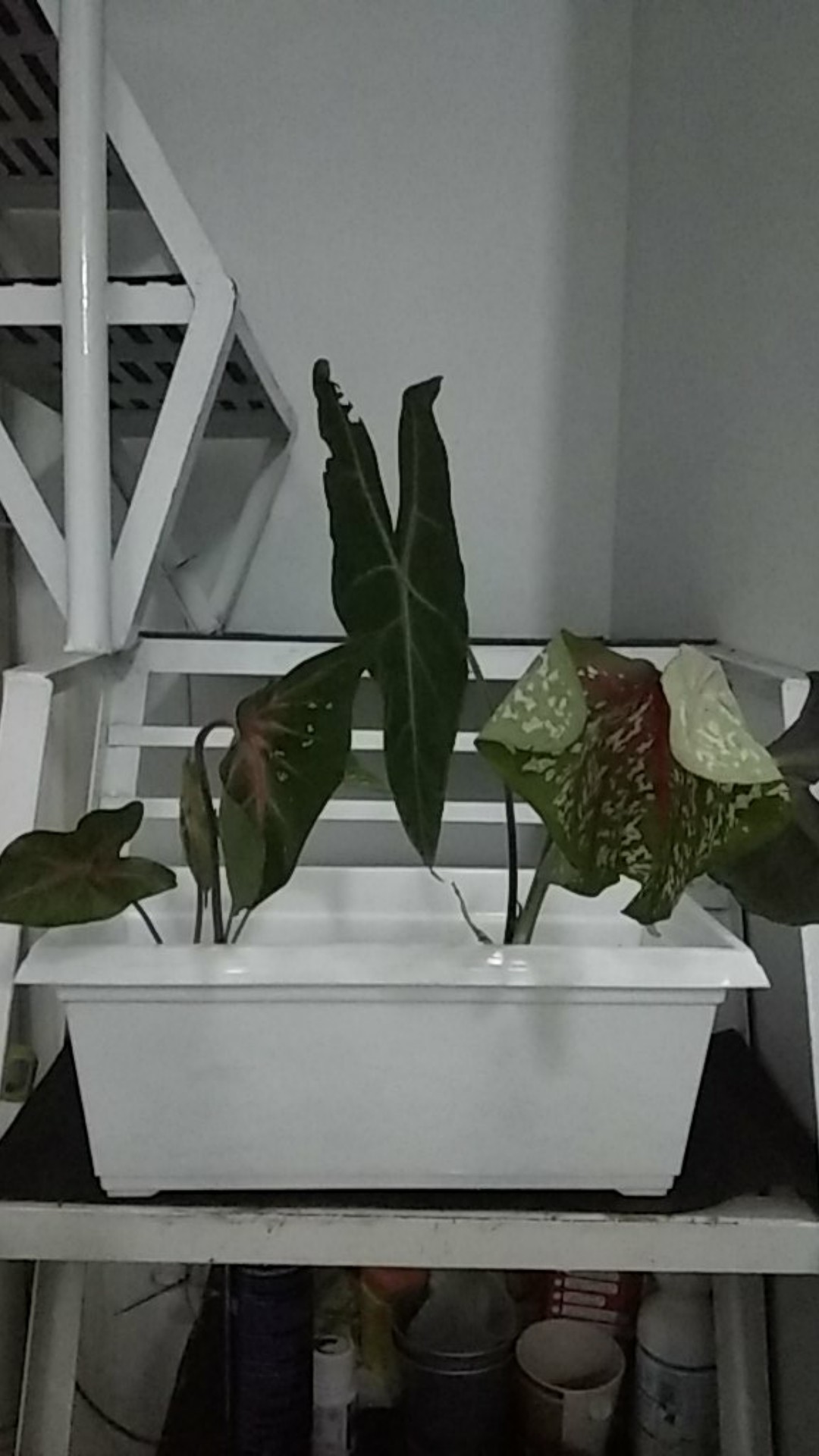Tanaman Hias Keladi  Alocasia Silver /keladi Liku Sp Hutan