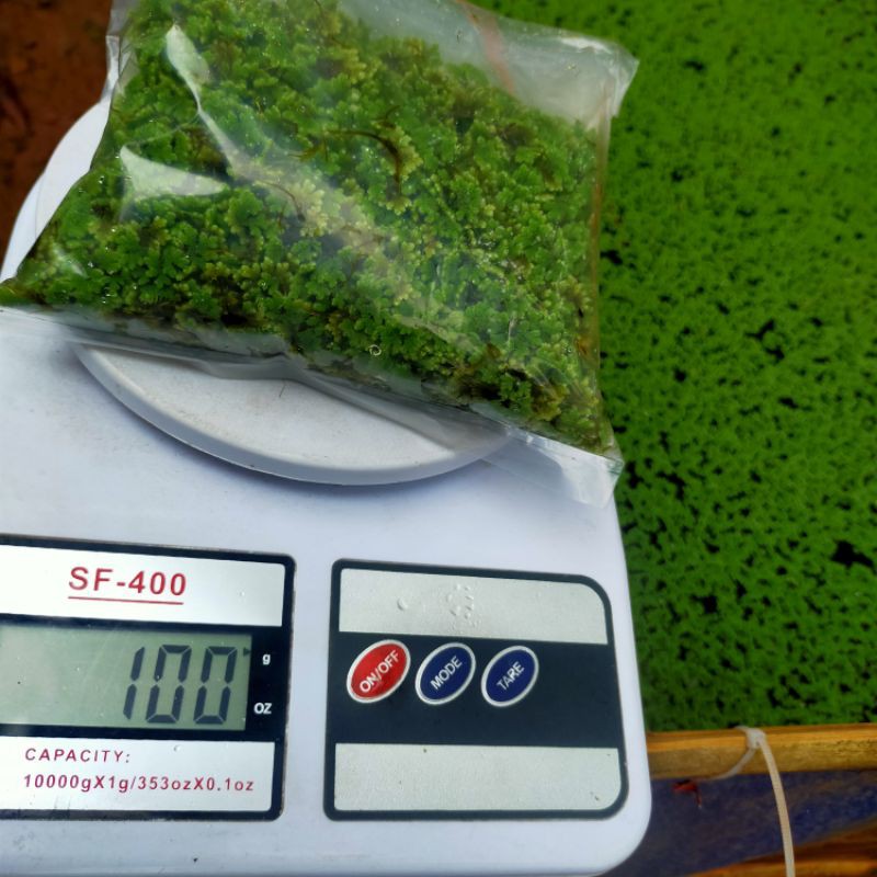 bibit azolla pinata benih azolla microphyla pakan ikan 100gram murah